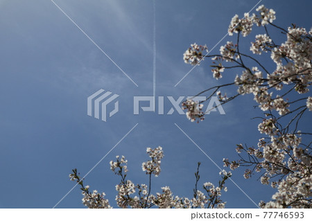 White contrails and cherry blossoms rushing straight through the blue sky 8 White contrails and cherry blossoms rushing straight through the blue sky 8 77746593