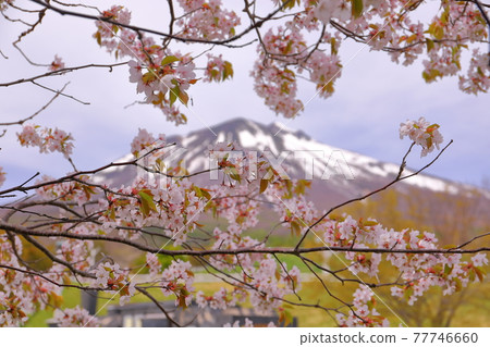 Sakura and Mt. Iwaki in Wanbaku Square, Iwakiyama Comprehensive Park, Hirosaki City, Aomori Prefecture 77746660