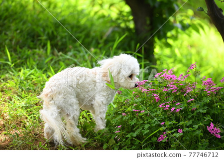 Maltipoo聞著花香 77746712