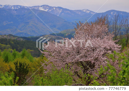 青森縣弘前市 從磐城山環線看櫻花和山脈 青森縣弘前市 從磐城山環線看櫻花和山脈 77746779