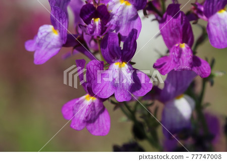 Purple flowers of Linaria (Snapdragon) blooming in the spring garden 77747008