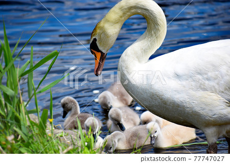 Swan watching over the child 77747027