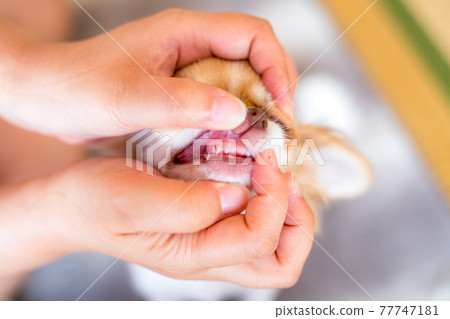 Chihuahua puppy teeth with freshly missing deciduous teeth Chihuahua puppy teeth with freshly missing deciduous teeth 77747181