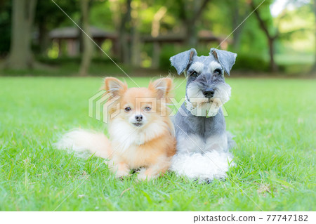 Two dogs flirting on the lawn Two dogs flirting on the lawn 77747182