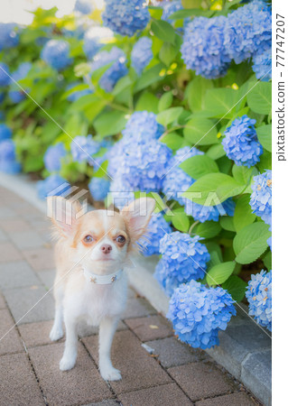 Long Chihuahua，一隻被繡球花包圍的小狗 77747207