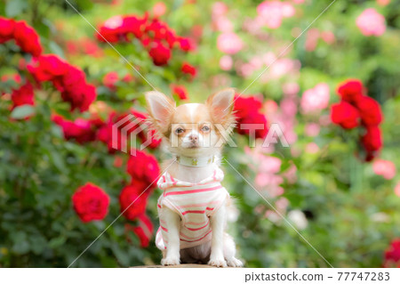 Long Chihuahua, a puppy modeling in front of a rose Long Chihuahua, a puppy modeling in front of a rose 77747283