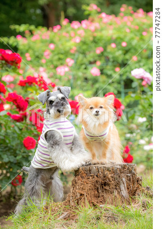 Two dogs taking a commemorative photo in front of the roses Two dogs taking a commemorative photo in front of the roses 77747284