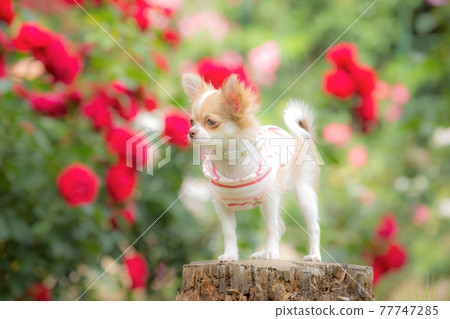 Long Chihuahua, a puppy modeling in front of a rose Long Chihuahua, a puppy modeling in front of a rose 77747285