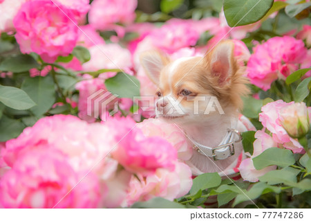 Long Chihuahua that comes out of the roses 77747286