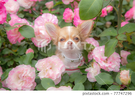 Long Chihuahua that comes out of the roses 77747296