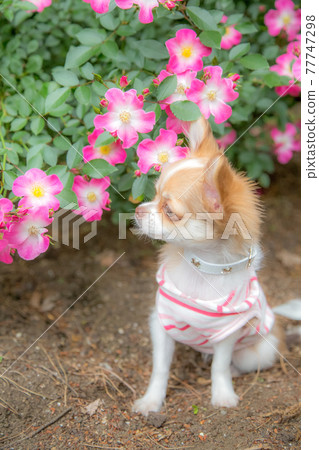 Long Chihuahua, a puppy staring at flowers 77747298