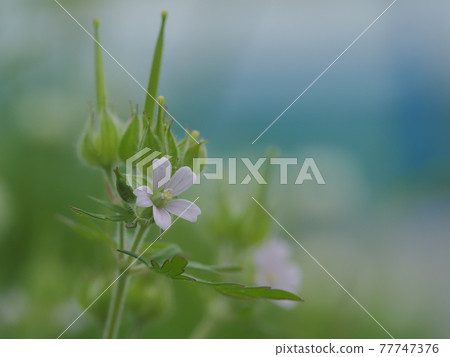 淺粉色卡羅萊納天竺葵 淺粉色卡羅萊納天竺葵 77747376