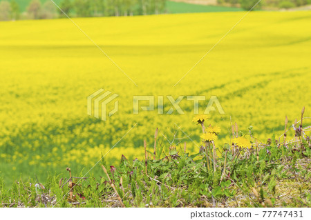 Early summer rape field and horsetail 77747431