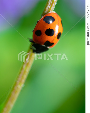 Ladybugs clinging to plant stems 77747450