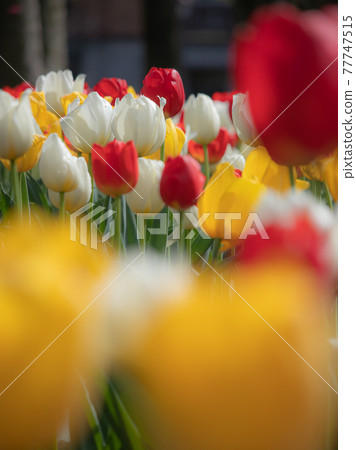 日比谷公園盛開的鬱金香 77747515