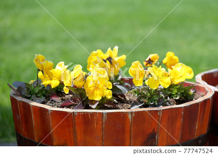 花卉，植物，自然，盛開，戶外，春天，園藝，園藝 77747524