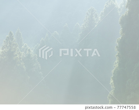 濃霧籠罩的雪松林是一道美麗而神秘的風景 濃霧籠罩的雪松林是一道美麗而神秘的風景 77747558