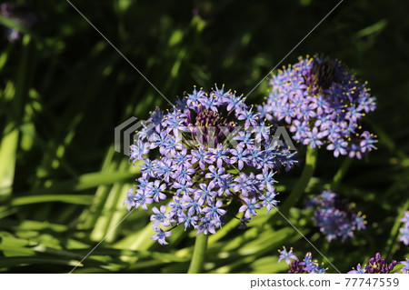 Purple flowers of Scilla peruviana blooming in the spring park Purple flowers of Scilla peruviana blooming in the spring park 77747559