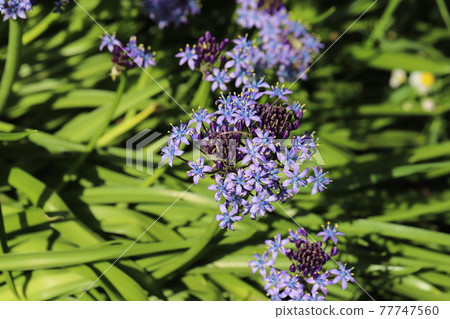 Purple flowers of Scilla peruviana blooming in the spring park Purple flowers of Scilla peruviana blooming in the spring park 77747560