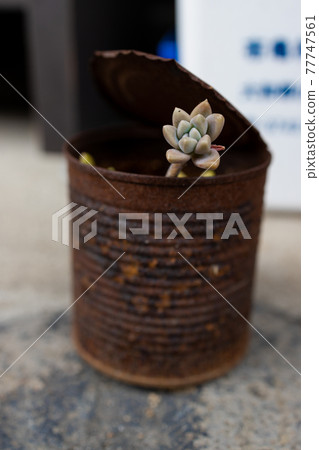 Canned succulents Canned succulents 77747561