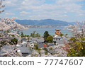 Torii and cherry blossoms in Miyajima 77747607