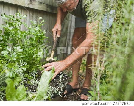 Senior man cuts rosemary in courtyard. Home gardening, herbs and plants in garden Senior man cuts rosemary in courtyard. Home gardening, herbs and plants in garden 77747621