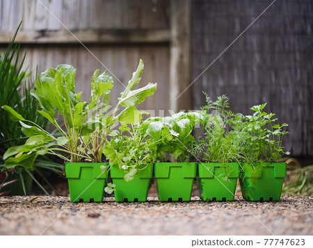 Variety of fresh green potted culinary herbs in green plastic pots ready to plant outdoors in a backyard garden 77747623