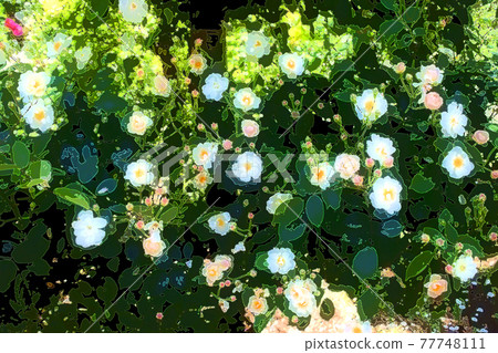 Rose flower blooming healing windowsill Rose flower blooming healing windowsill 77748111