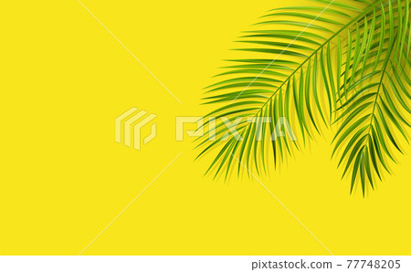 Green leaf of palm tree on yellow background 77748205