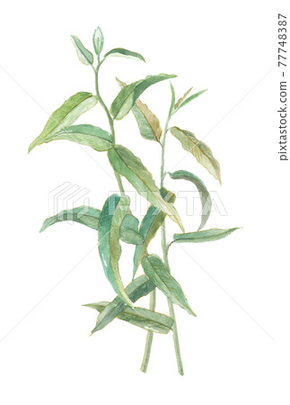 Lemon eucalyptus 77748387