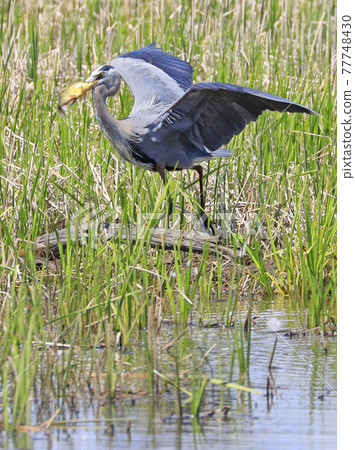 Great blue heron eating a fish into the swamp, Quebec, Canada Great blue heron eating a fish into the swamp, Quebec, Canada 77748430