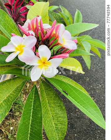 Plumeria on the sidewalk of Yaeyama 77748594