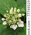 白花繡球花 77749329