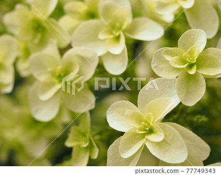 Hydrangea 77749343