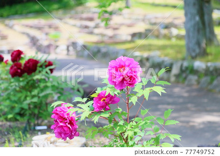 鈕扣花新國色 77749752