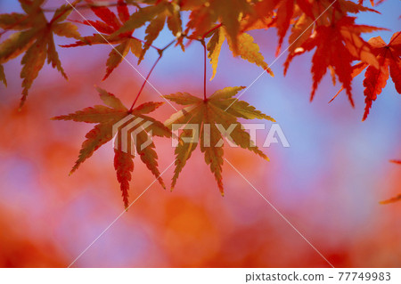 楓葉秋葉秋意 楓葉秋葉秋意 77749983
