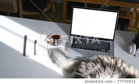 Cute cat lying near laptop computer on white table. 77750815