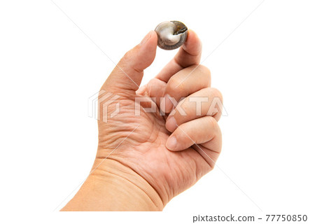 Boiled salted shellfish in my hand 77750850
