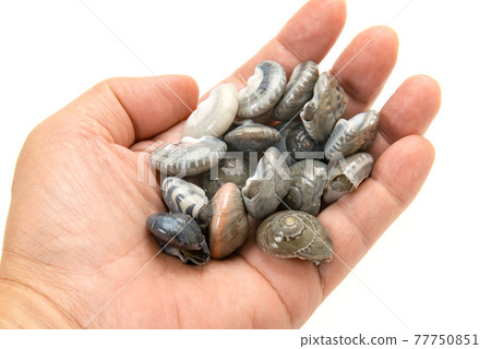 Boiled salted shellfish in my hand 77750851