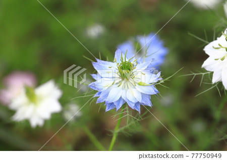 白色和藍色的 Nigella (Nigella) 花 77750949