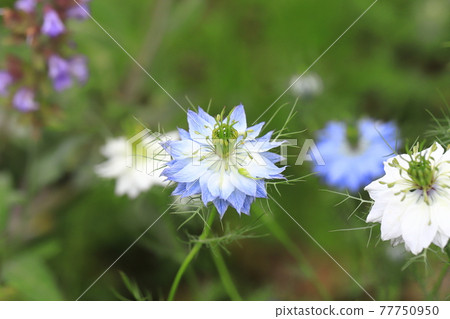 白色和藍色的 Nigella (Nigella) 花 白色和藍色的 Nigella (Nigella) 花 77750950
