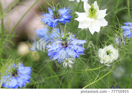 White and blue Nigella (Nigella) flowers White and blue Nigella (Nigella) flowers 77750955