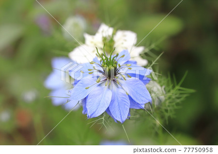 White and blue Nigella (Nigella) flowers 77750958