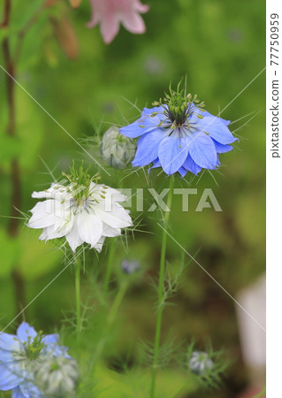 White and blue Nigella (Nigella) flowers 77750959