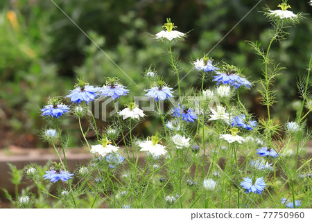 白色和藍色的 Nigella (Nigella) 花 白色和藍色的 Nigella (Nigella) 花 77750960