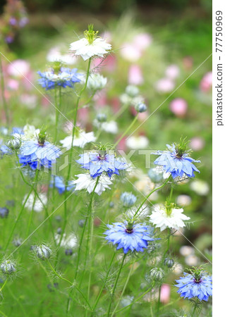 白色和藍色的 Nigella (Nigella) 花 白色和藍色的 Nigella (Nigella) 花 77750969