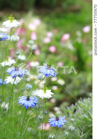 白色和藍色的 Nigella (Nigella) 花 白色和藍色的 Nigella (Nigella) 花 77750970
