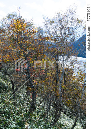 Autumn leaves of Lake Mashu 77751014