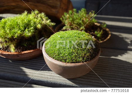 Bonsai of snails, bartramia pomiformes, and dicranum scoparium 77751018