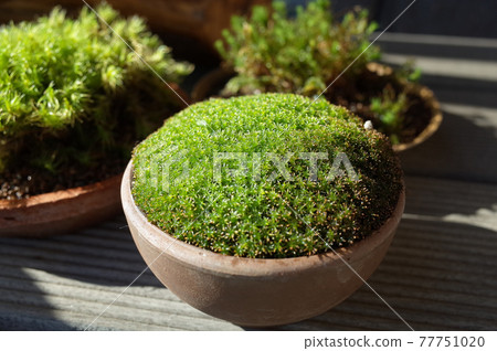 Moss bonsai such as sand moss 77751020
